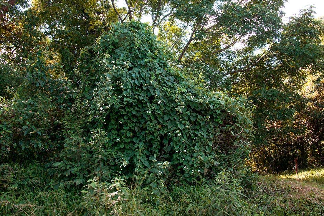 Paralepistemon shirensis
