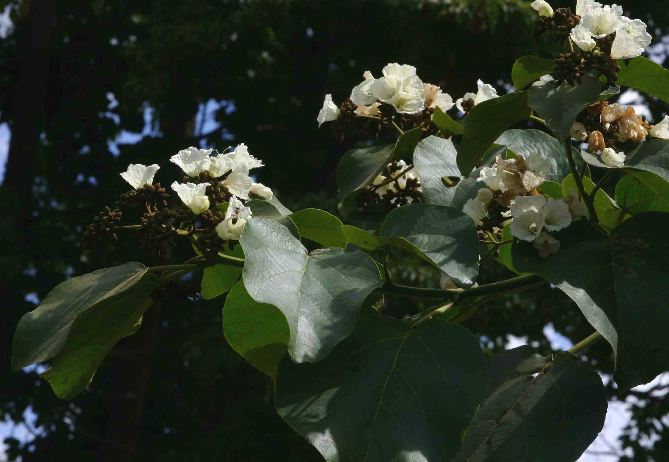 Cordia africana