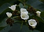 Cordia africana