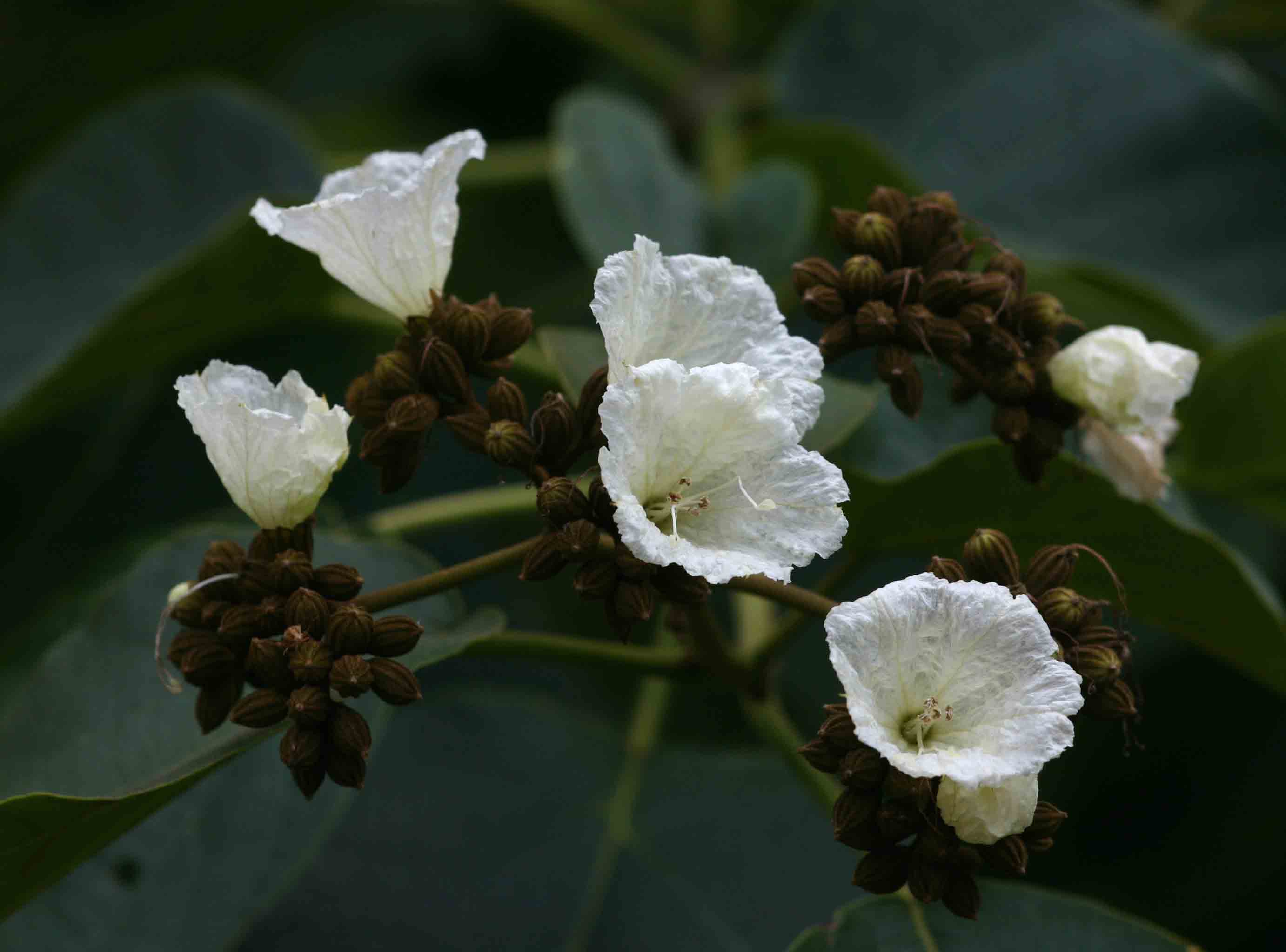 Cordia africana