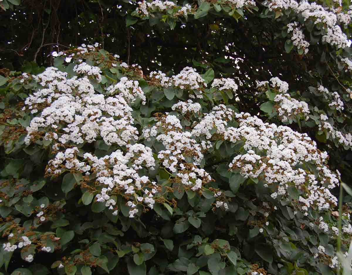 Cordia africana