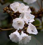 Cordia africana
