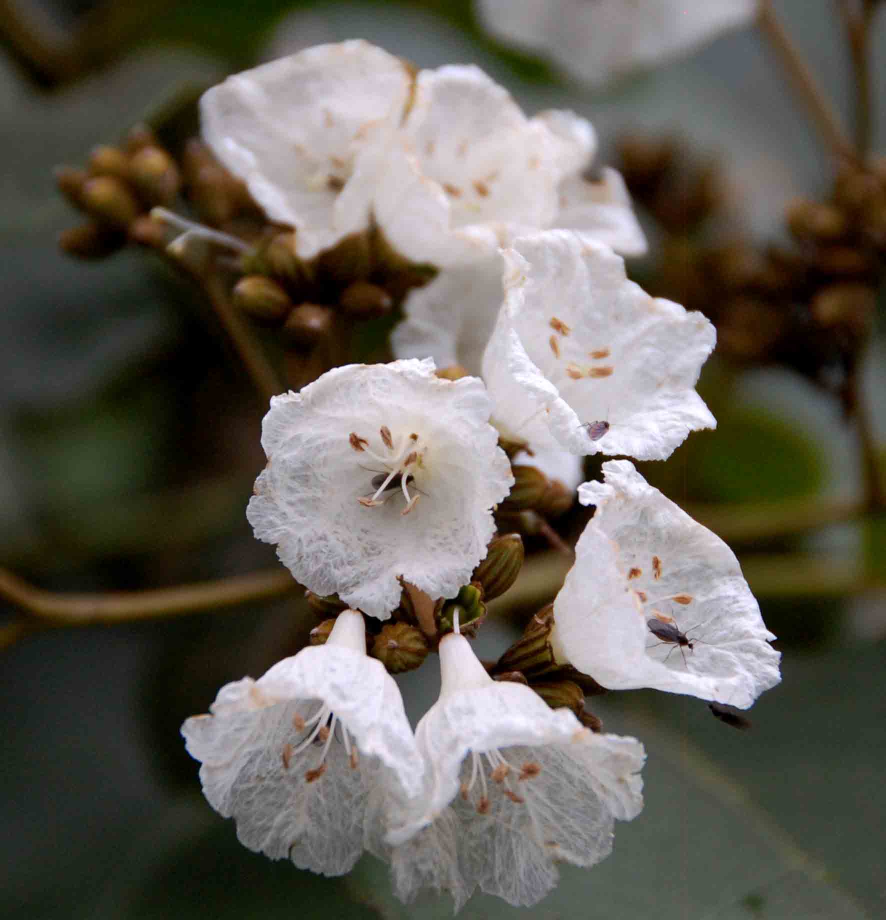 Cordia africana