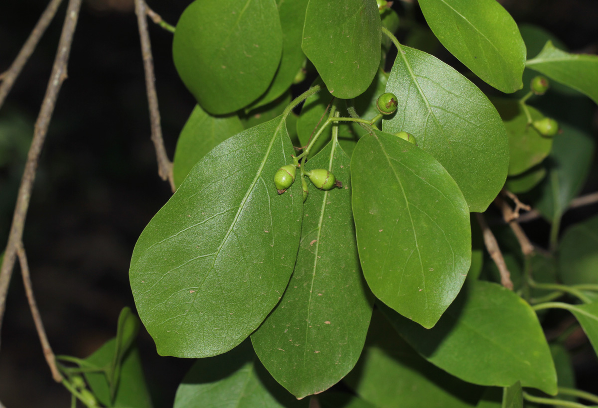 Cordia goetzei