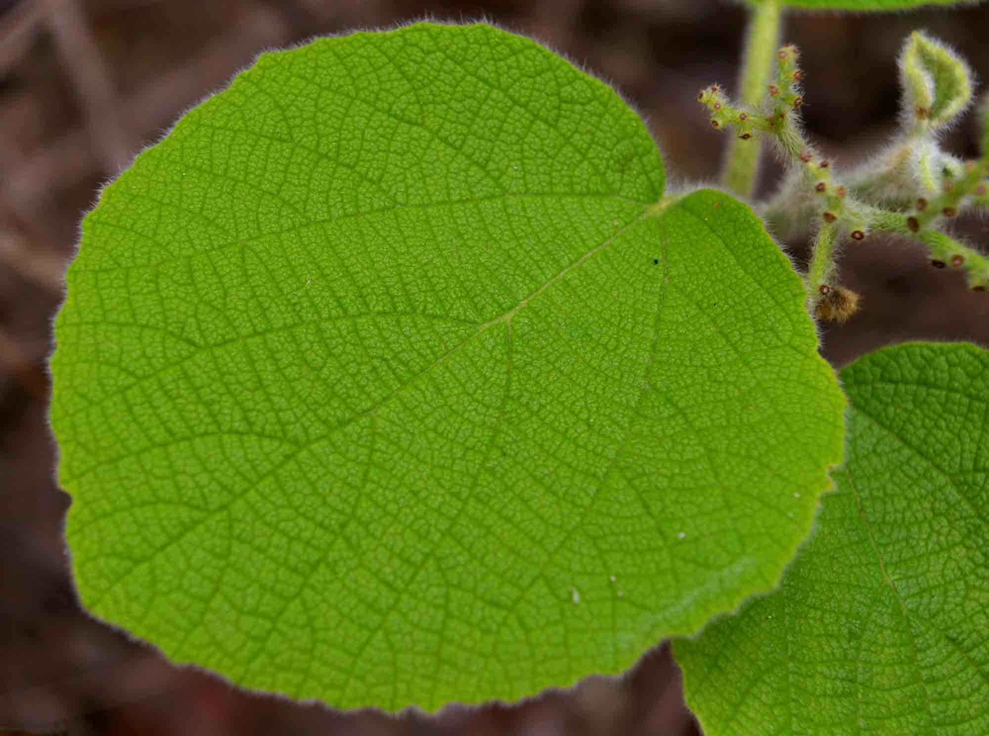 Cordia pilosissima