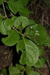 Ehretia obtusifolia