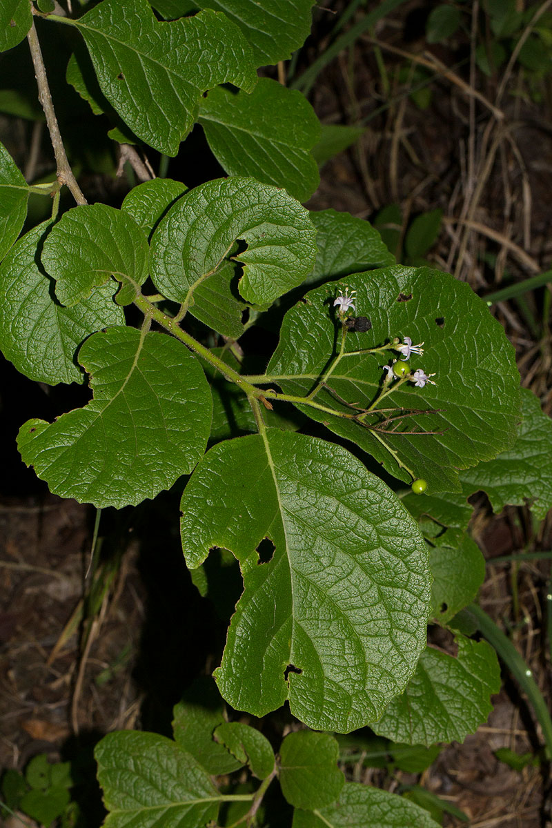 Ehretia obtusifolia