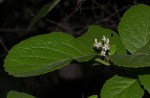 Ehretia obtusifolia