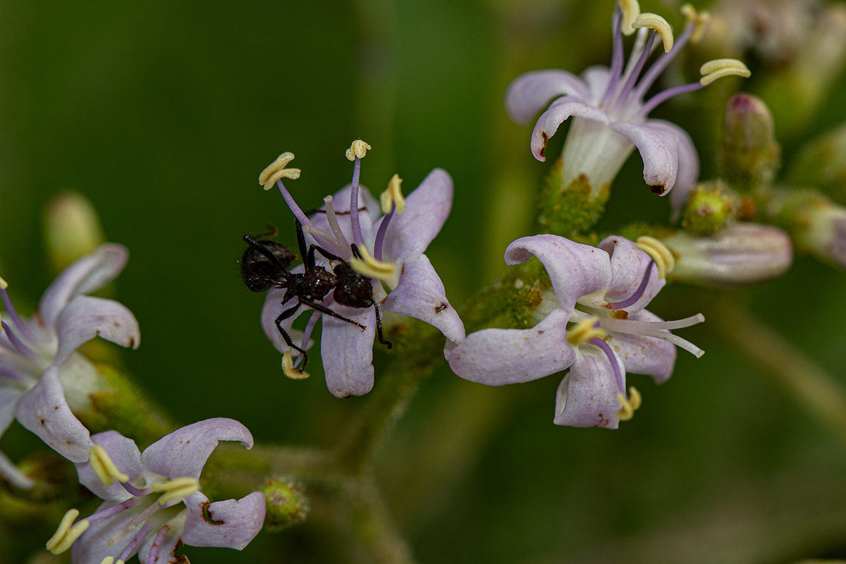 Ehretia obtusifolia