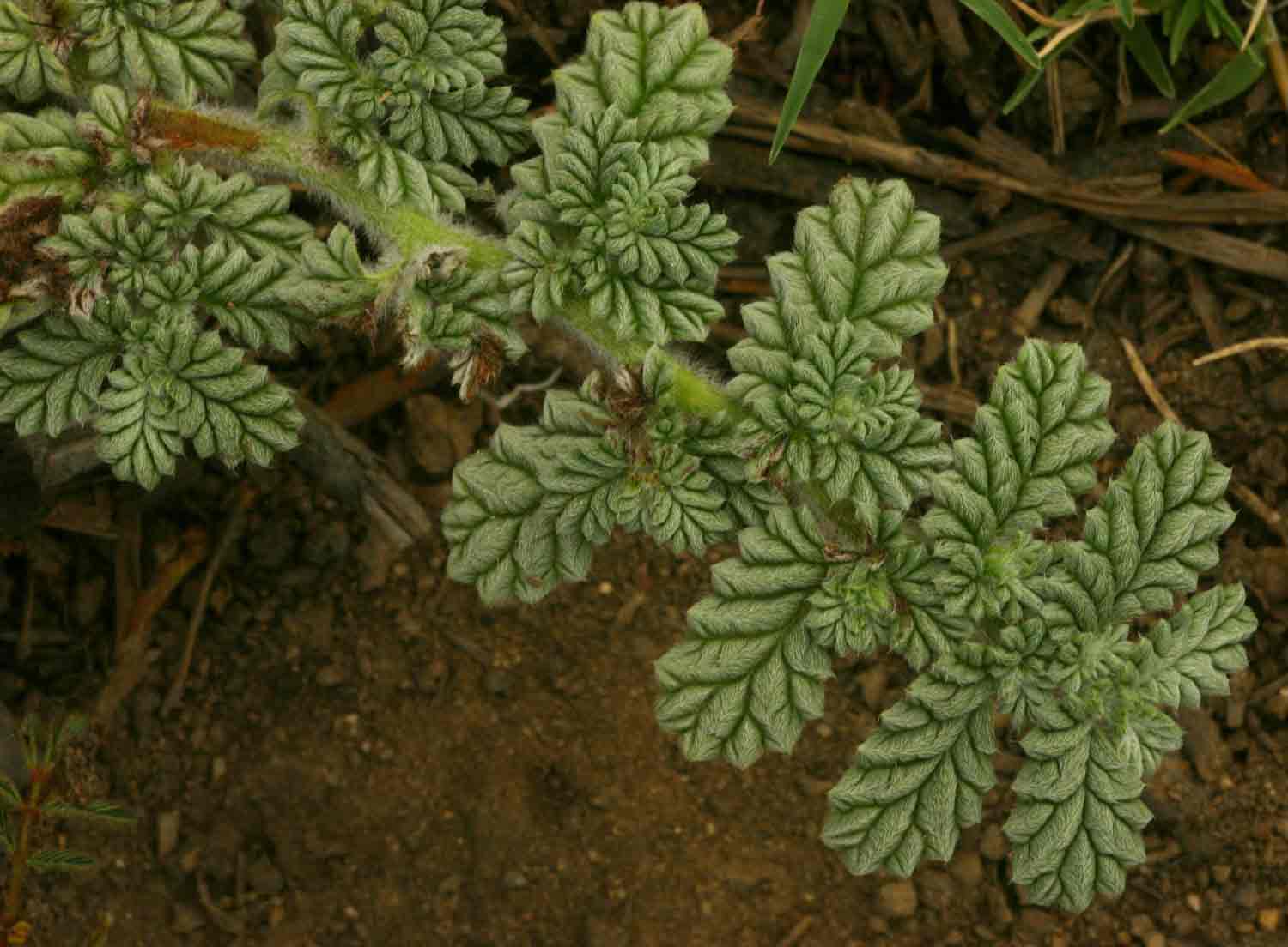 Coldenia procumbens