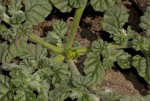 Coldenia procumbens