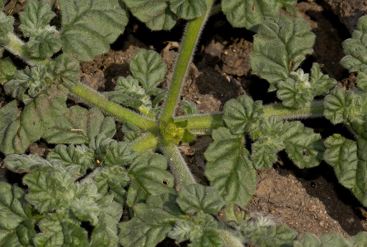 Coldenia procumbens