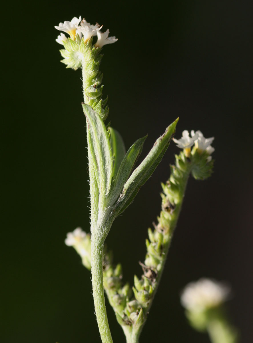 Euploca ovalifolia