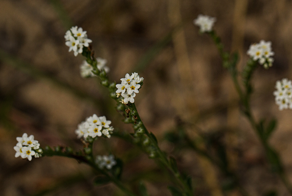 Euploca ovalifolia