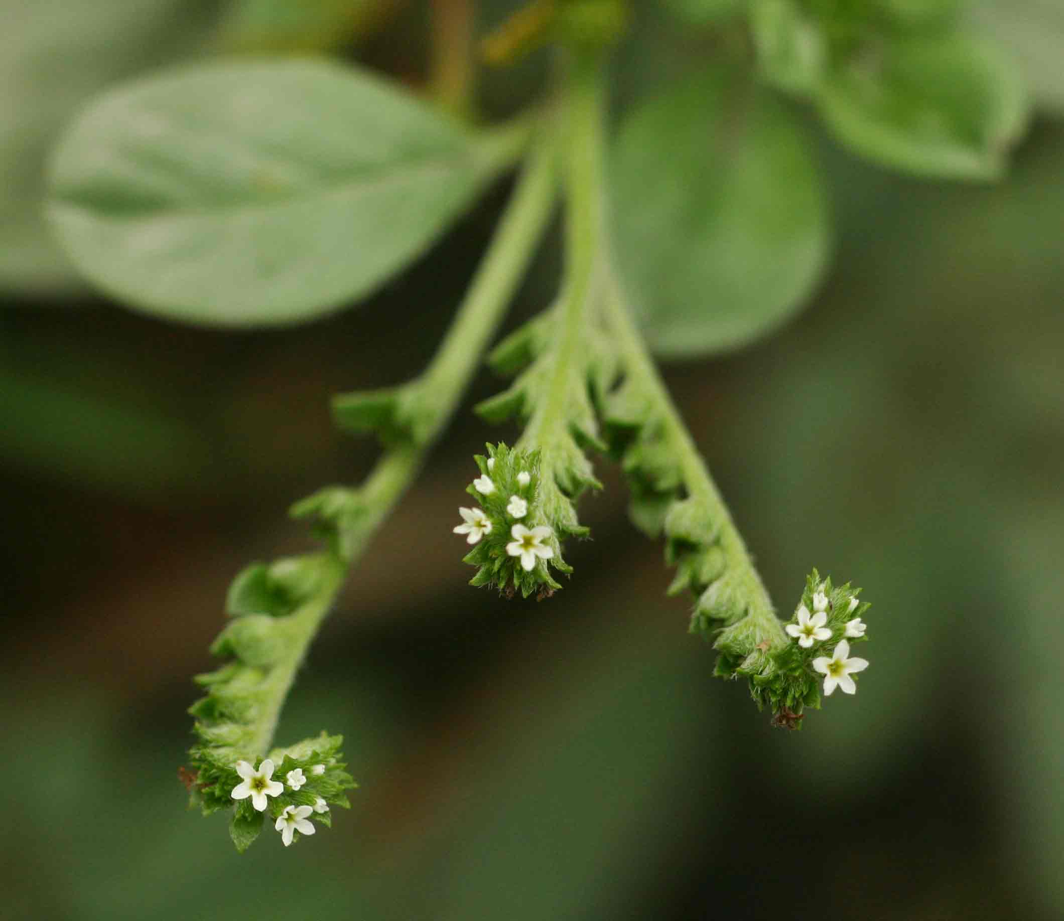 Euploca ovalifolia Euploca ovalifolia