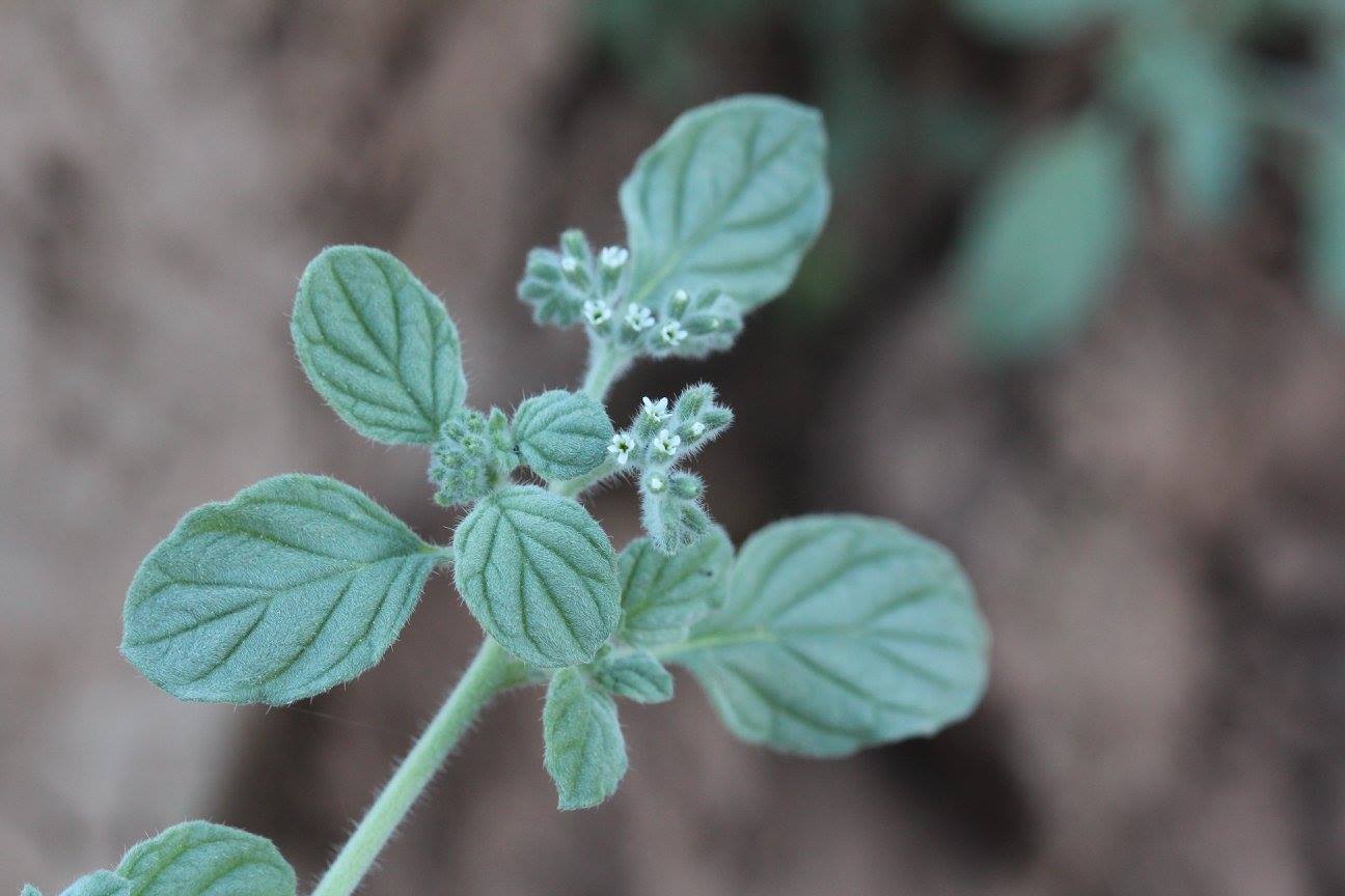 Heliotropium supinum