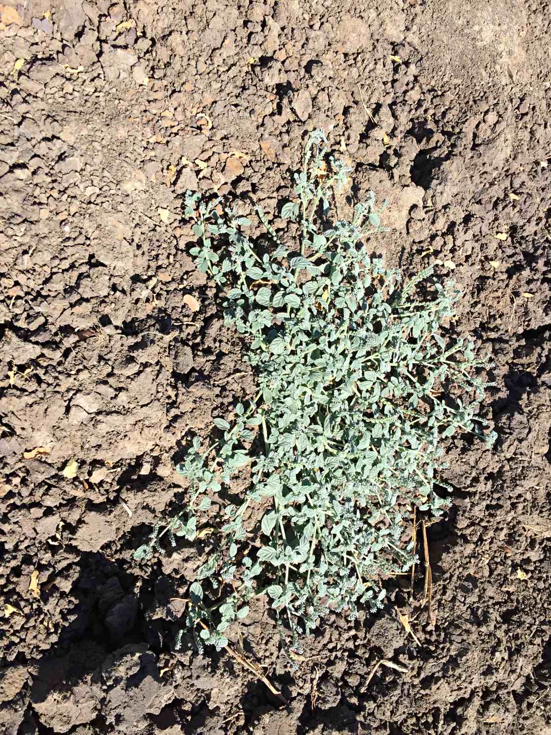 Heliotropium supinum