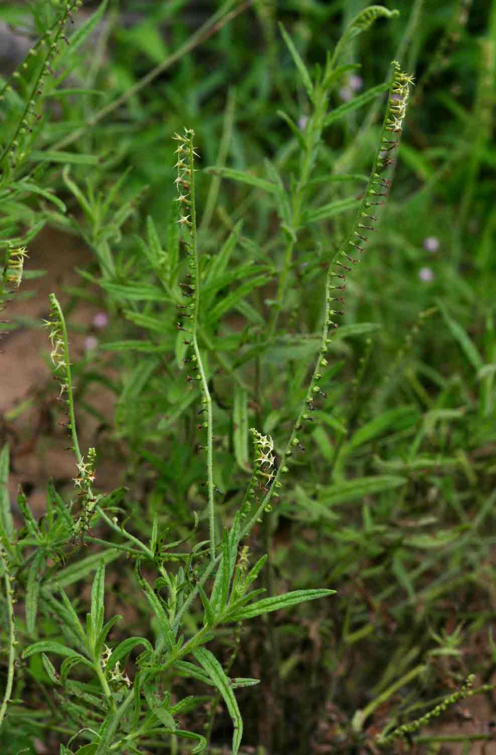 Heliotropium zeylanicum