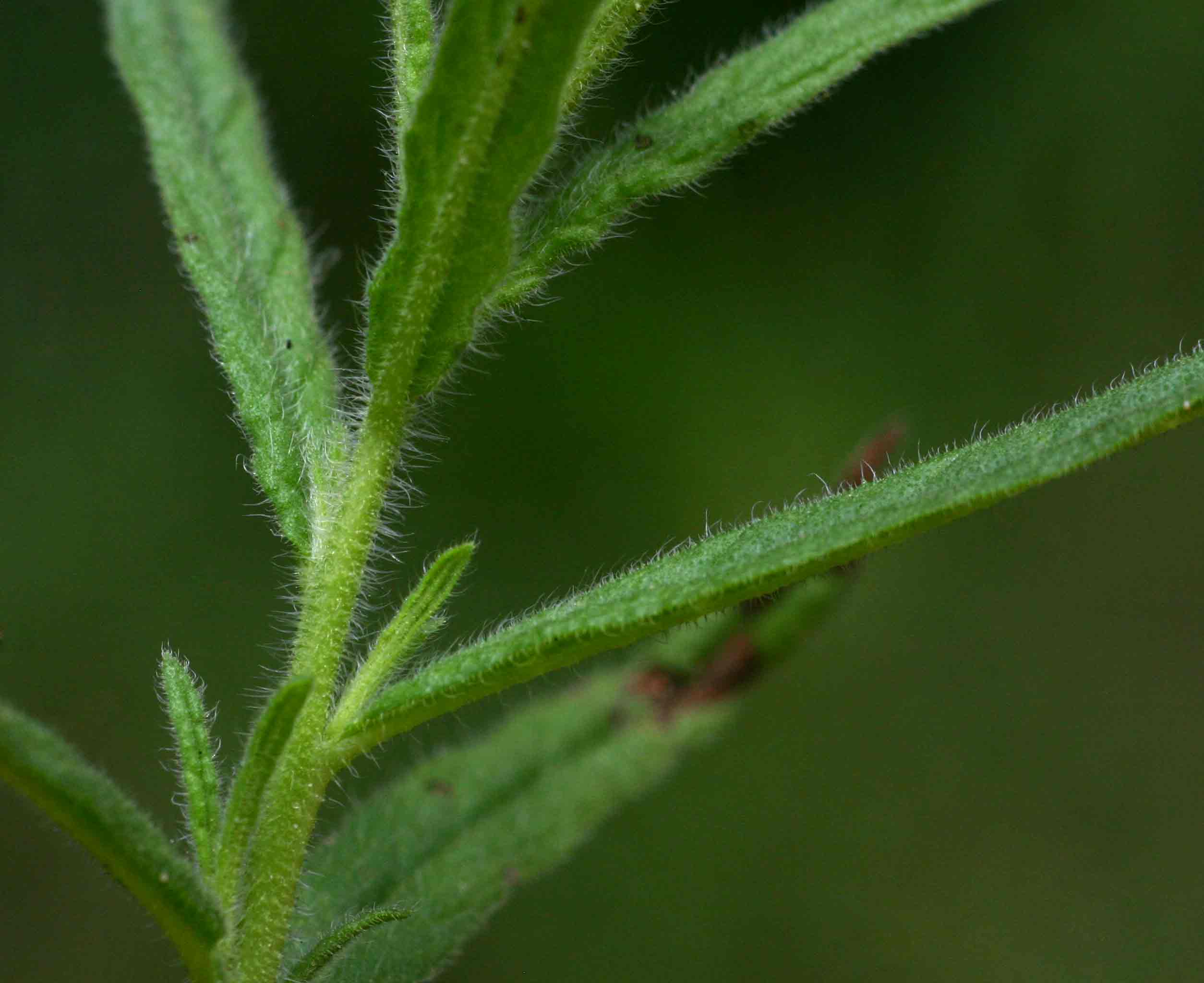 Heliotropium zeylanicum