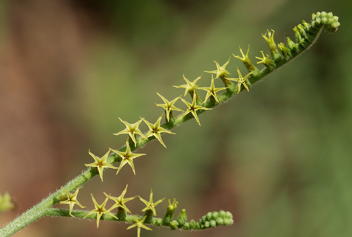 Heliotropium zeylanicum