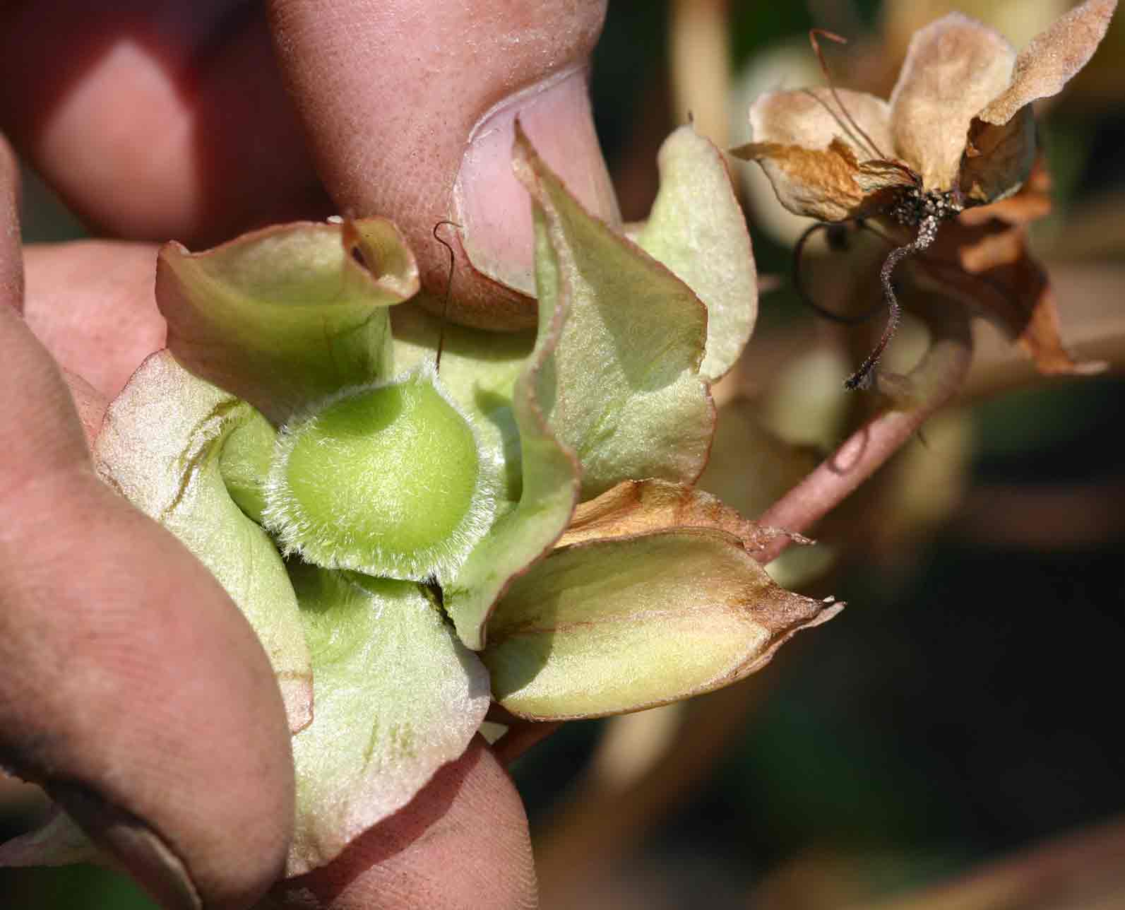 Trichodesma ambacense subsp. hockii