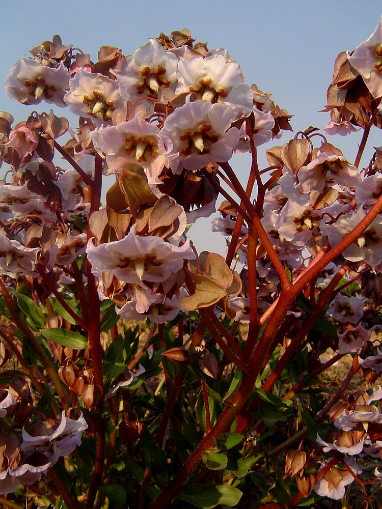 Trichodesma ambacense subsp. hockii Trichodesma ambacense subsp. hockii