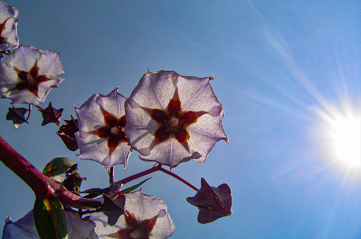 Trichodesma ambacense subsp. hockii Trichodesma ambacense subsp. hockii