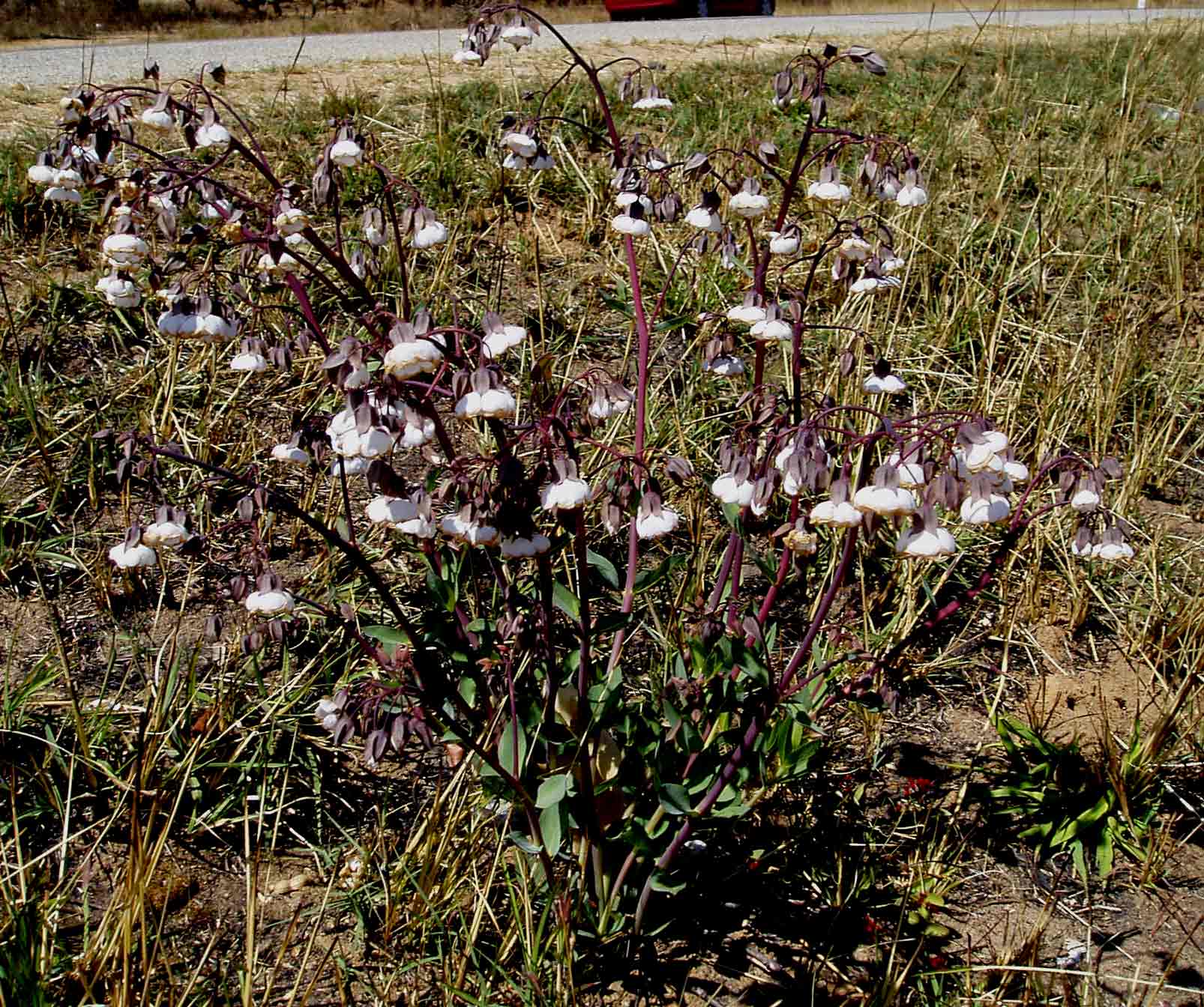 Trichodesma physaloides