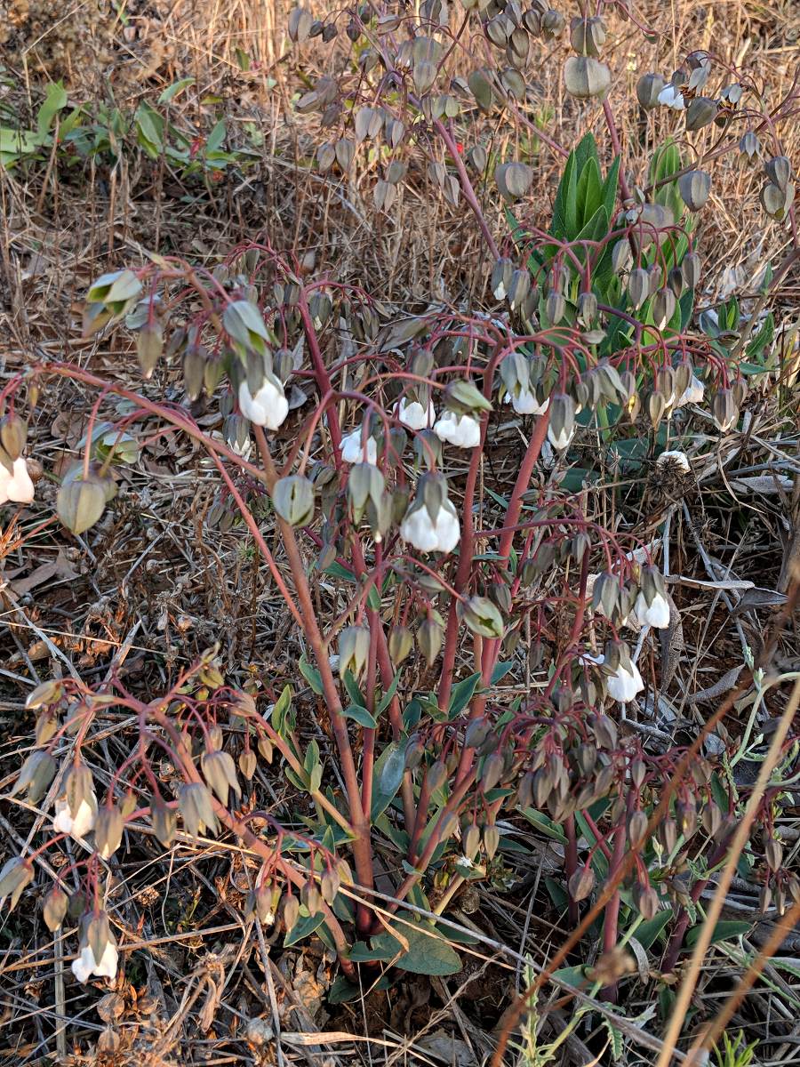 Trichodesma physaloides