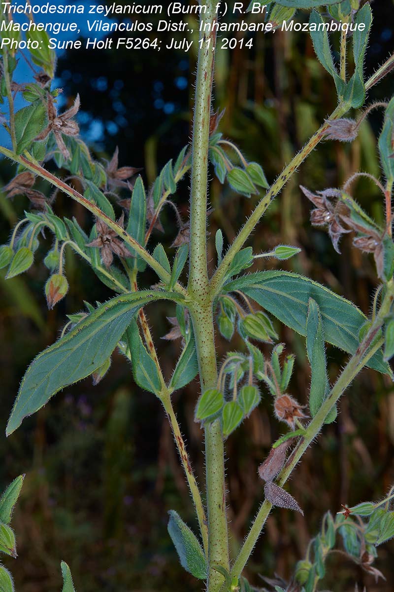 Trichodesma zeylanicum Trichodesma zeylanicum