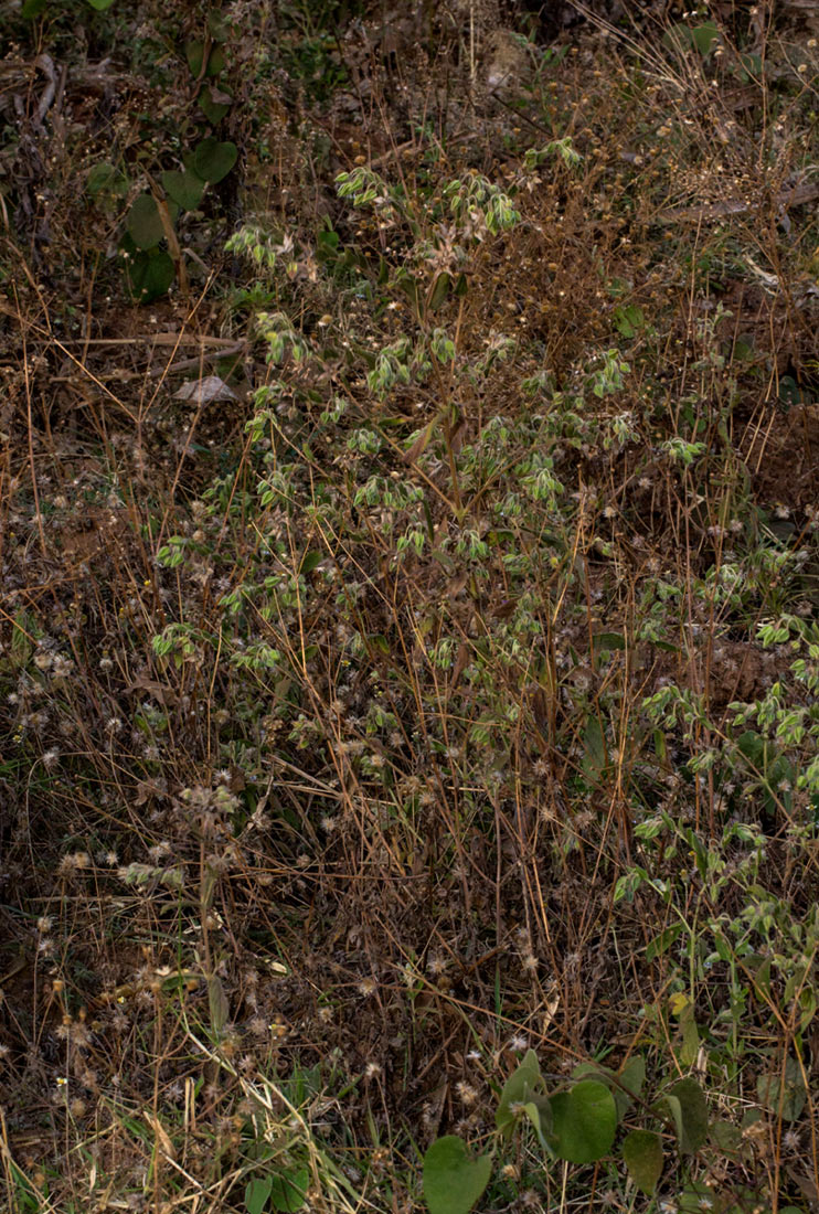 Trichodesma zeylanicum Trichodesma zeylanicum