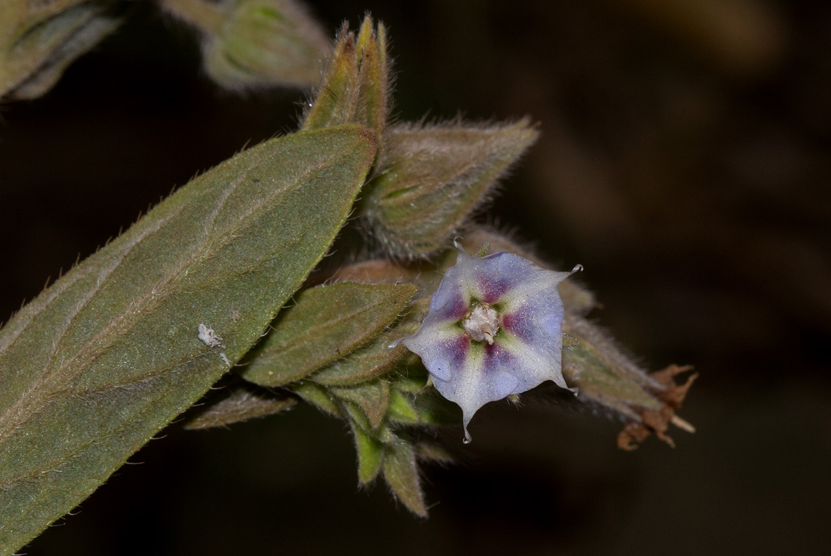 Trichodesma zeylanicum