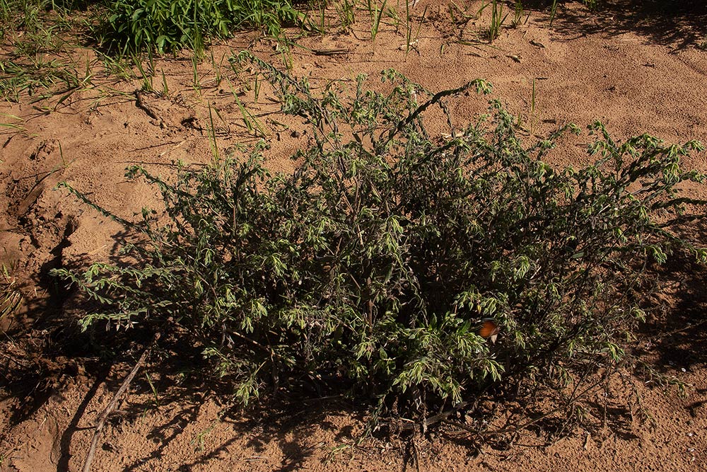 Trichodesma zeylanicum