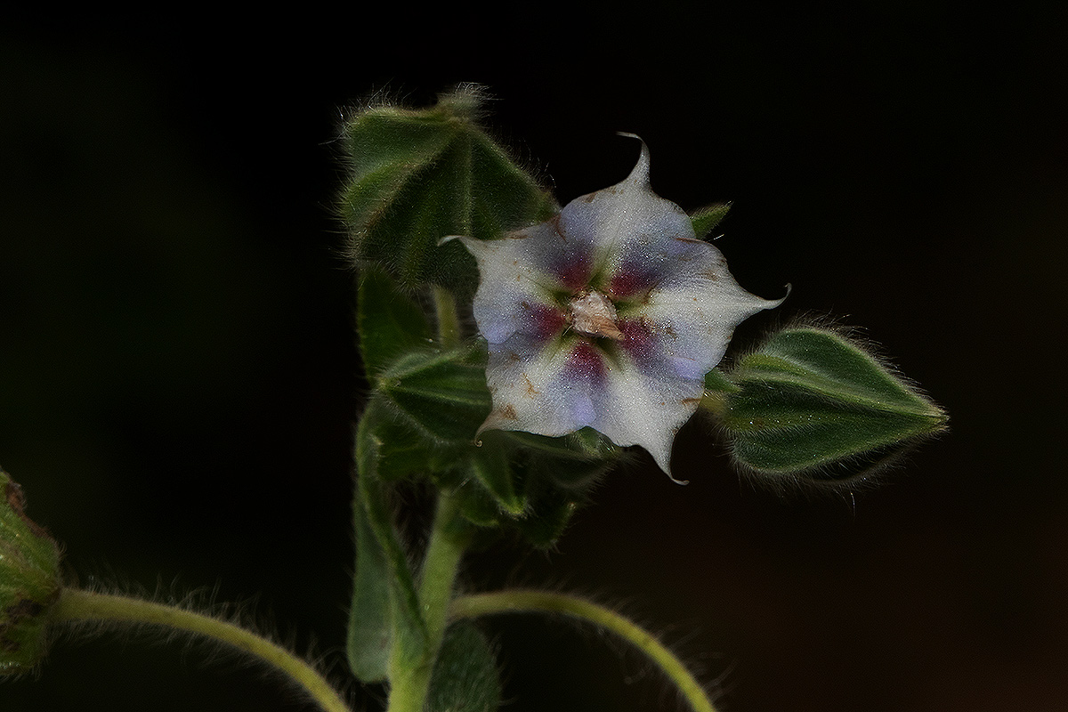 Trichodesma zeylanicum