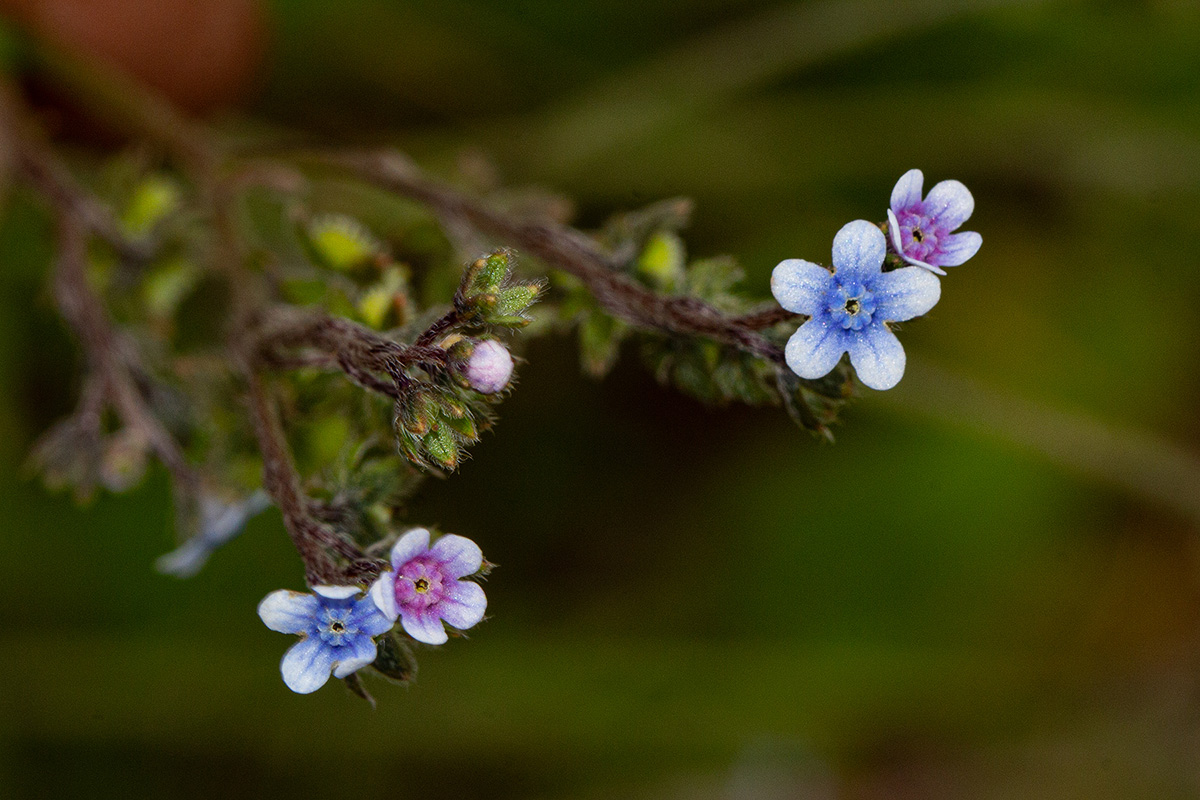 Cynoglossum lanceolatum