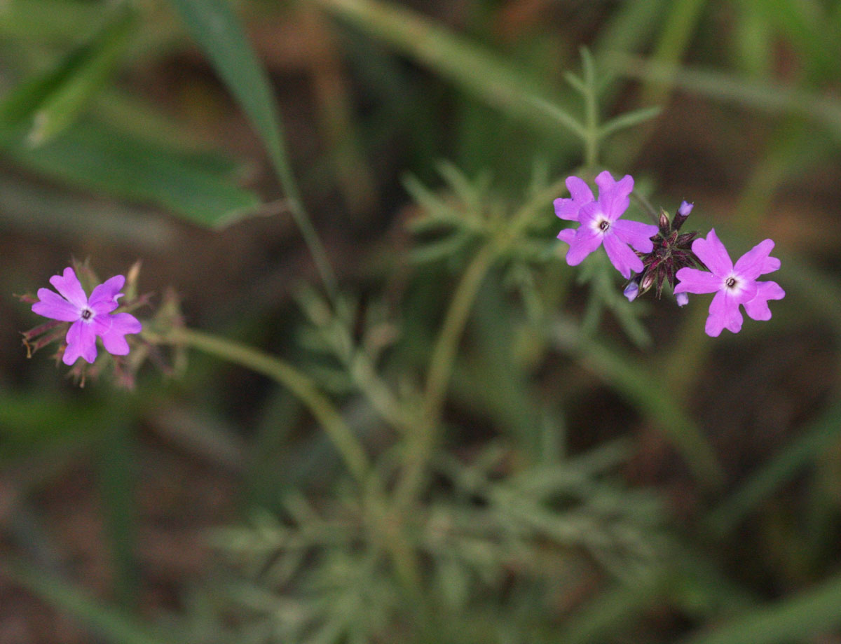 Verbena aristigera