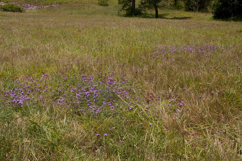 Verbena aristigera
