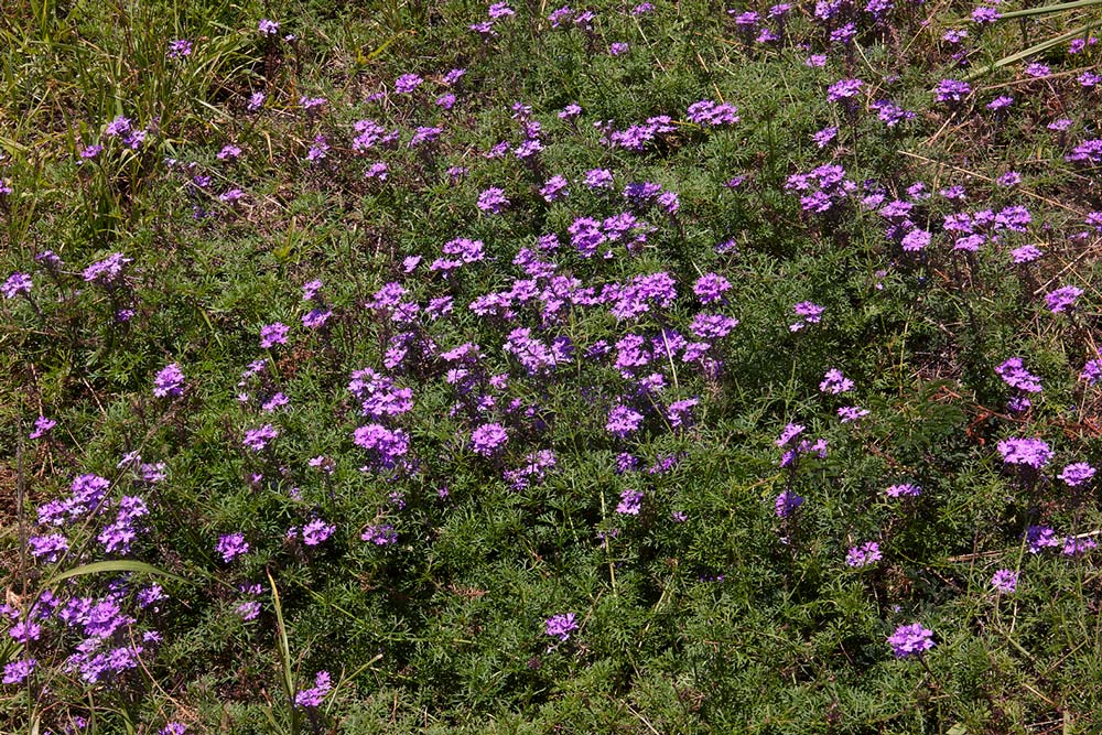 Verbena aristigera
