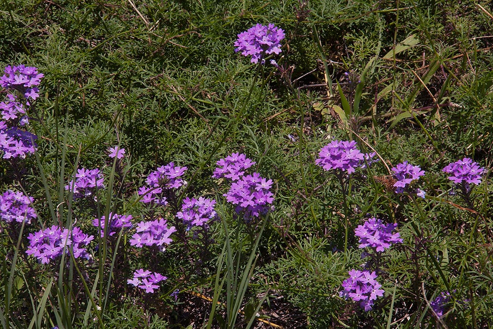 Verbena aristigera