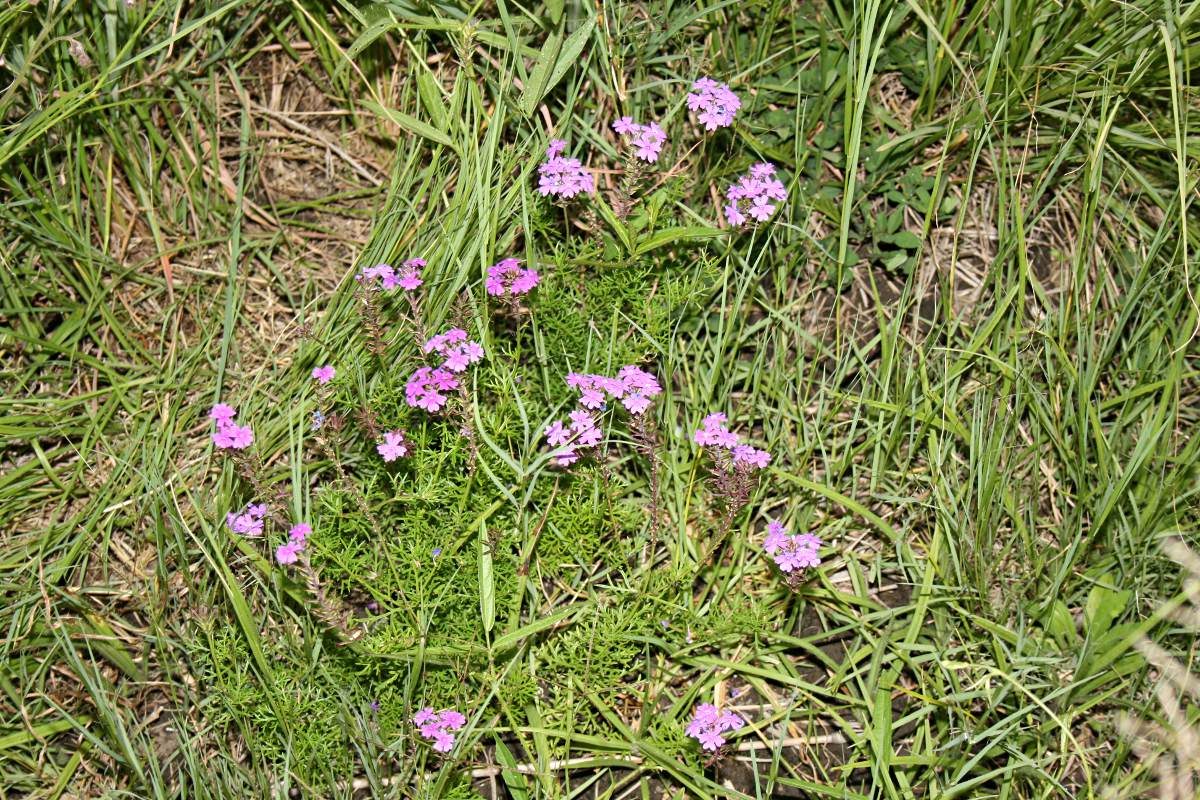 Verbena aristigera Verbena aristigera