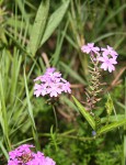 Verbena aristigera