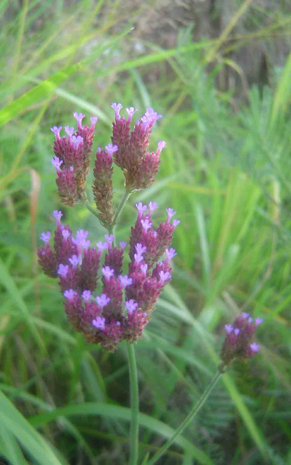 Verbena bonariensis