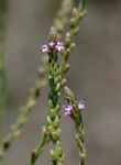 Verbena officinalis subsp. africana