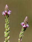 Verbena officinalis subsp. africana