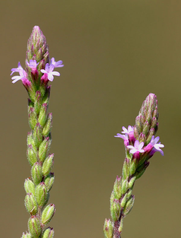 Verbena officinalis subsp. africana