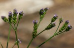 Verbena officinalis subsp. africana