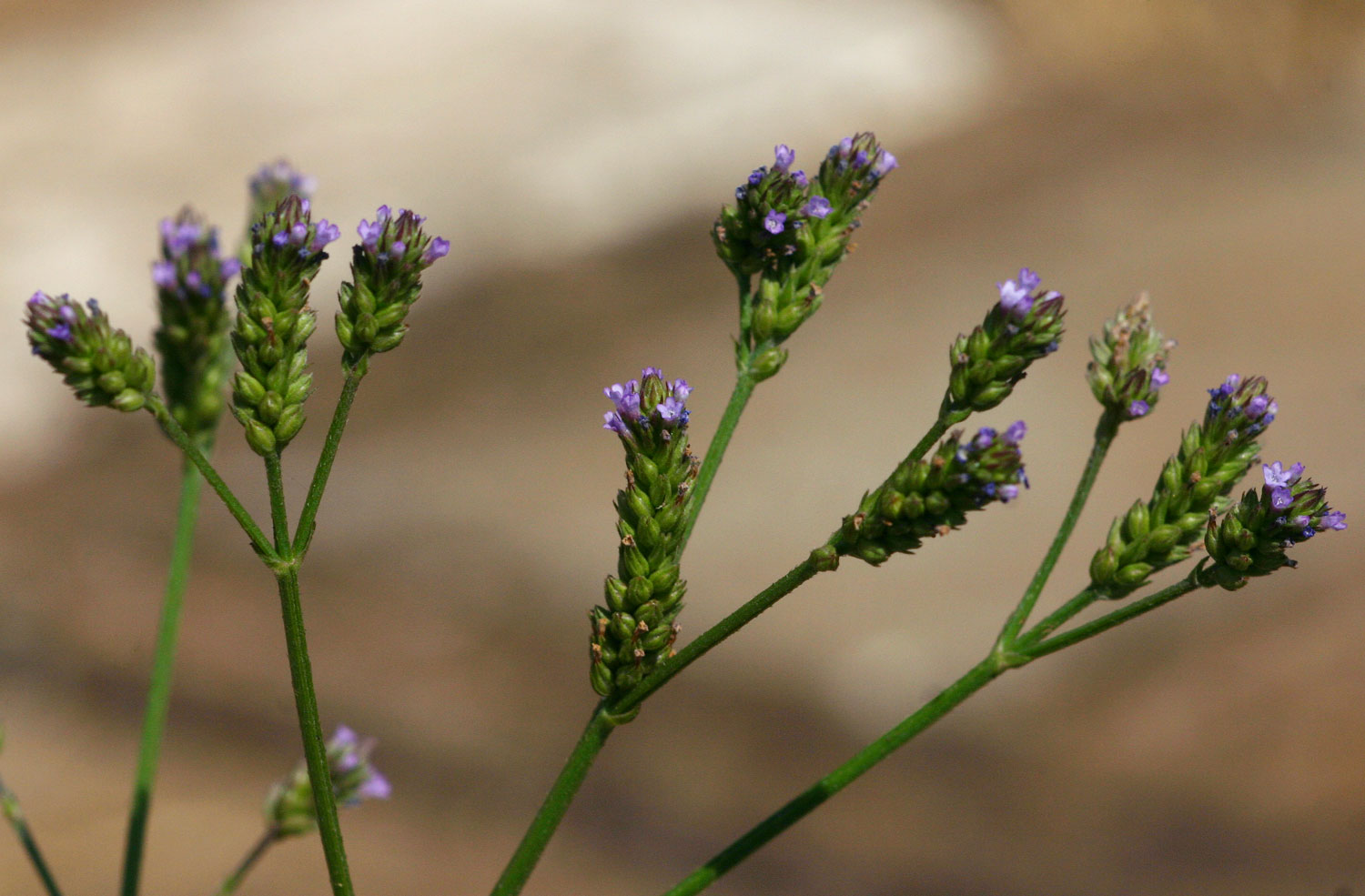 Verbena officinalis subsp. africana