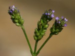 Verbena officinalis subsp. africana