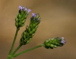 Verbena officinalis subsp. africana