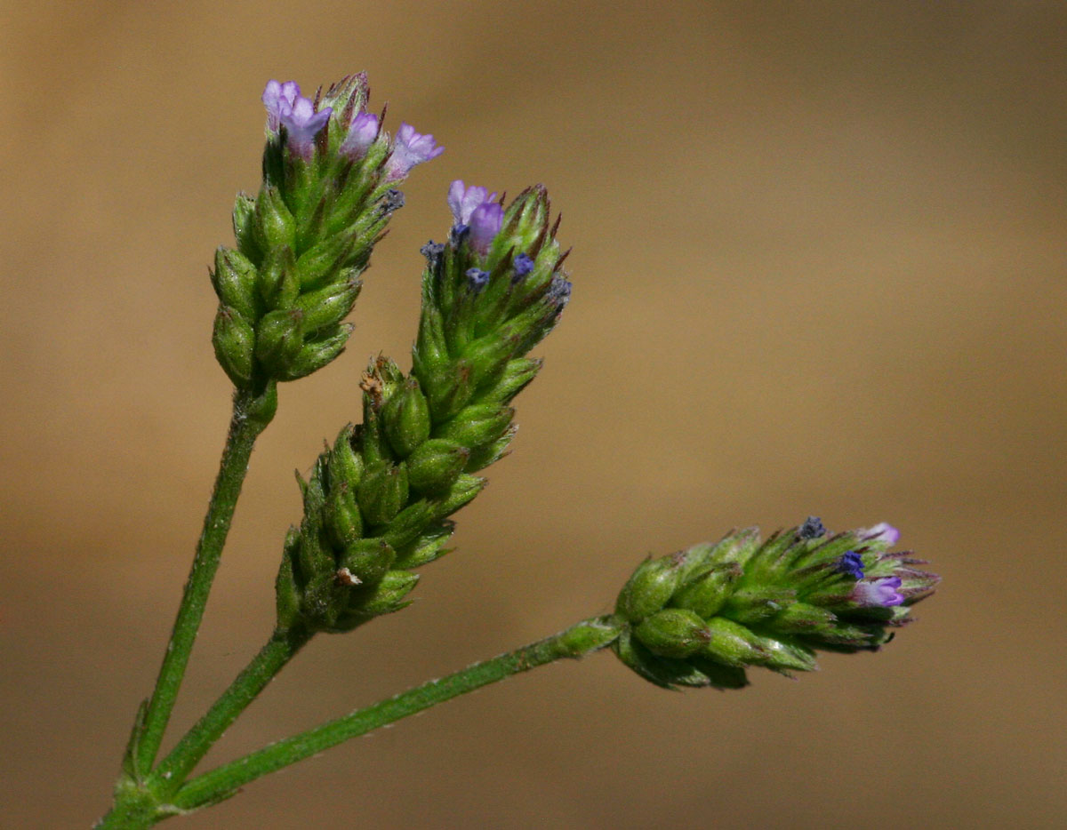 Verbena officinalis subsp. africana